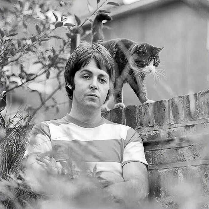 Пол Маккартни со своей кошкой, 1968 год. Фото сделано его женой, Линдой Маккартни
