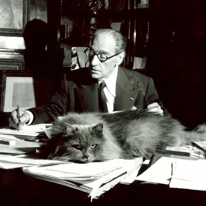 Французский писатель и продюсер Саша Гитри работает рядом с кошкой, 1955