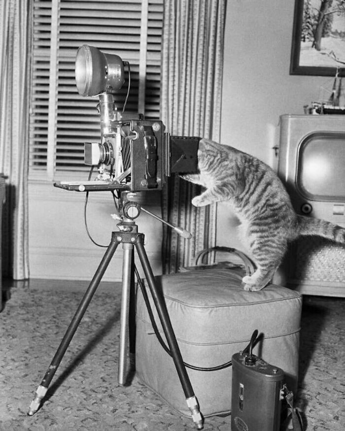 Котик в роли фотографа, 1956 год