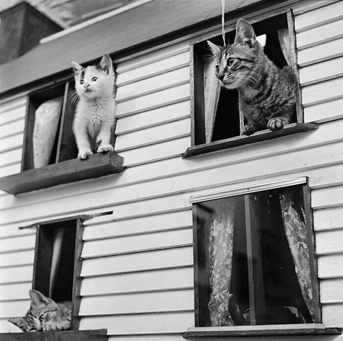 Котики из приюта в Нью-Йорке, США, 1950 год