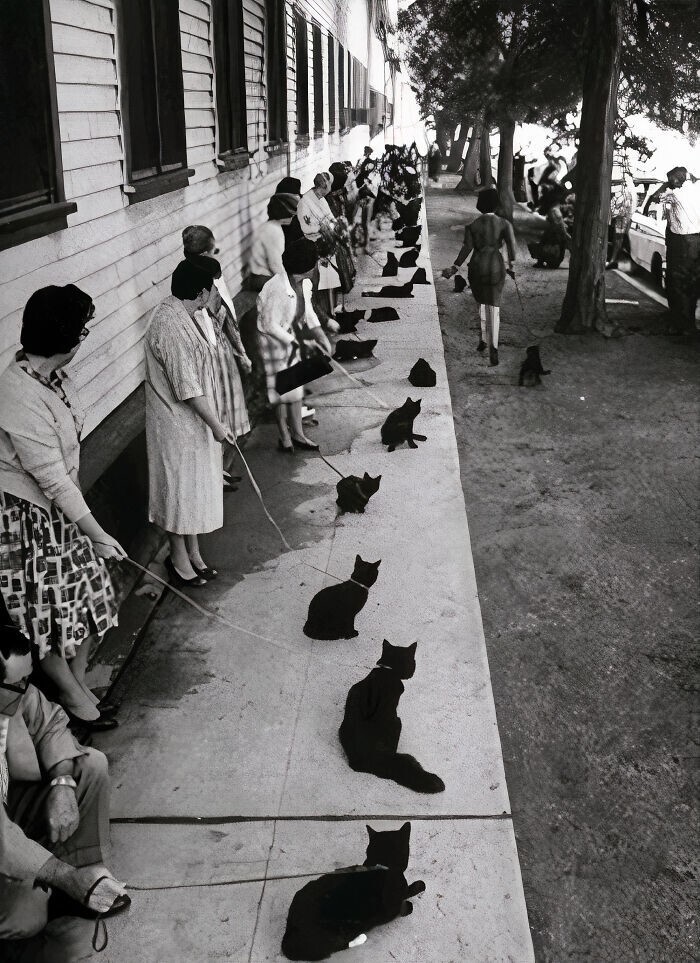 Очередь на кастинг фильма "Истории ужаса" (1962) На пробы принесли более 150 чёрных котов