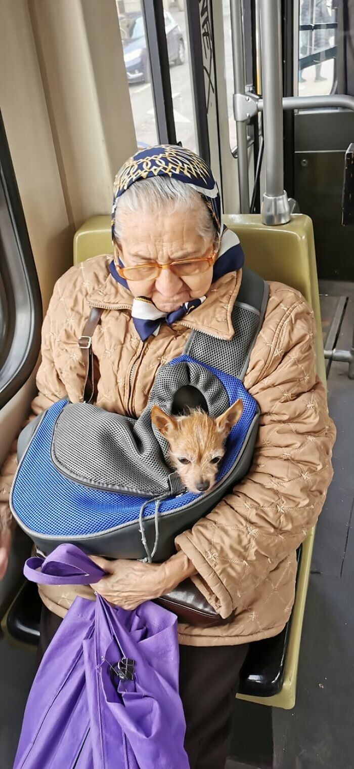 Бабушка со своей собачкой в трамвае