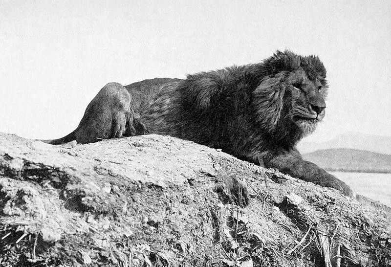 Берберийский лев (Panthera leo leo) отдыхает в пустыне, Французский Алжир, 1893 год