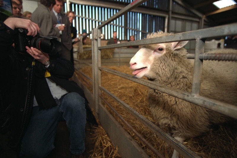 Овечка Доолли — первое клонированное млекопитающее животное, Шотландия, 1997