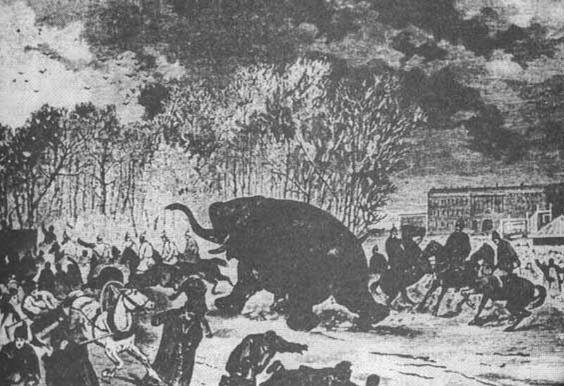 ​Их кутали одеялами и поили водкой: как жили в России первые слоны