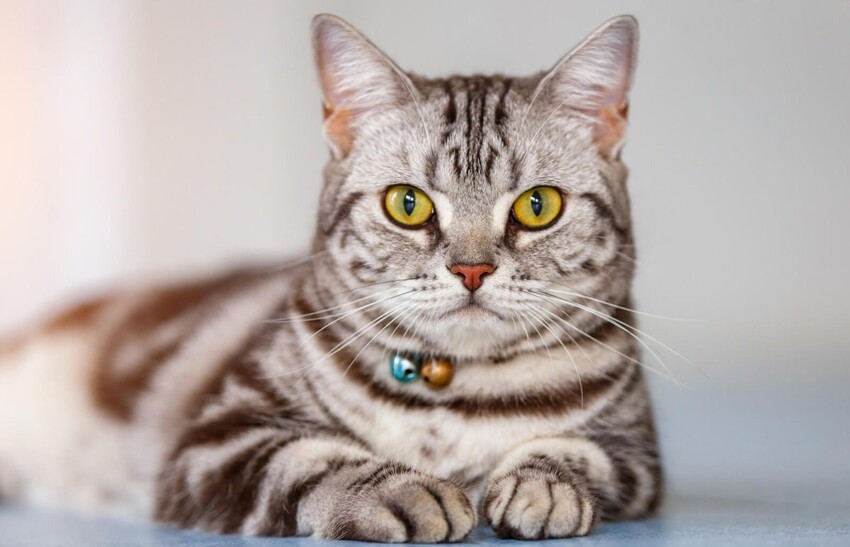 Пушистая драгоценность: 20 самых дорогостоящих пород кошек