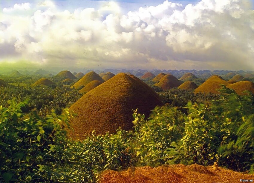 Шоколадные холмы в провинции Бохоль на Филиппинах