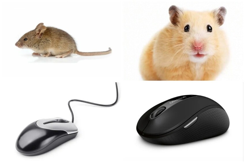 Пользователи сети предложили переименовать беспроводную компьютерную мышку в хомяка