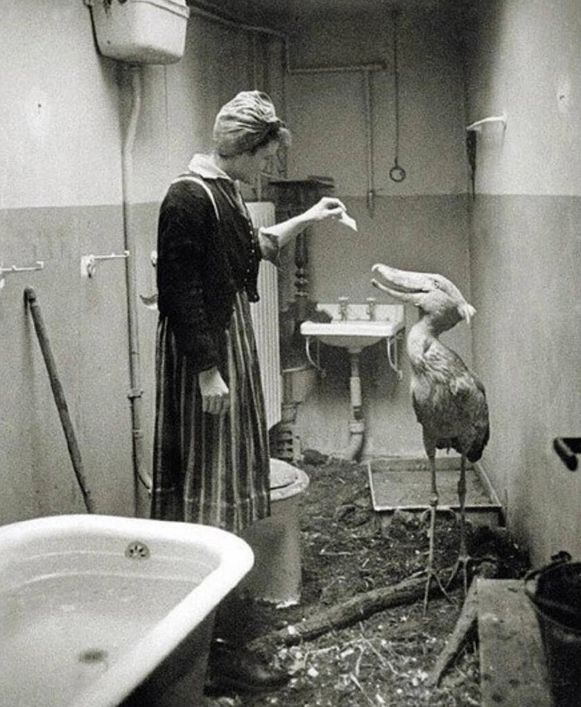 3. Becной 1945 года многие животные из Бepлинского зоопapкa жили в квapтирах гpaждан. Их берегли от возможных последствий военных действий
