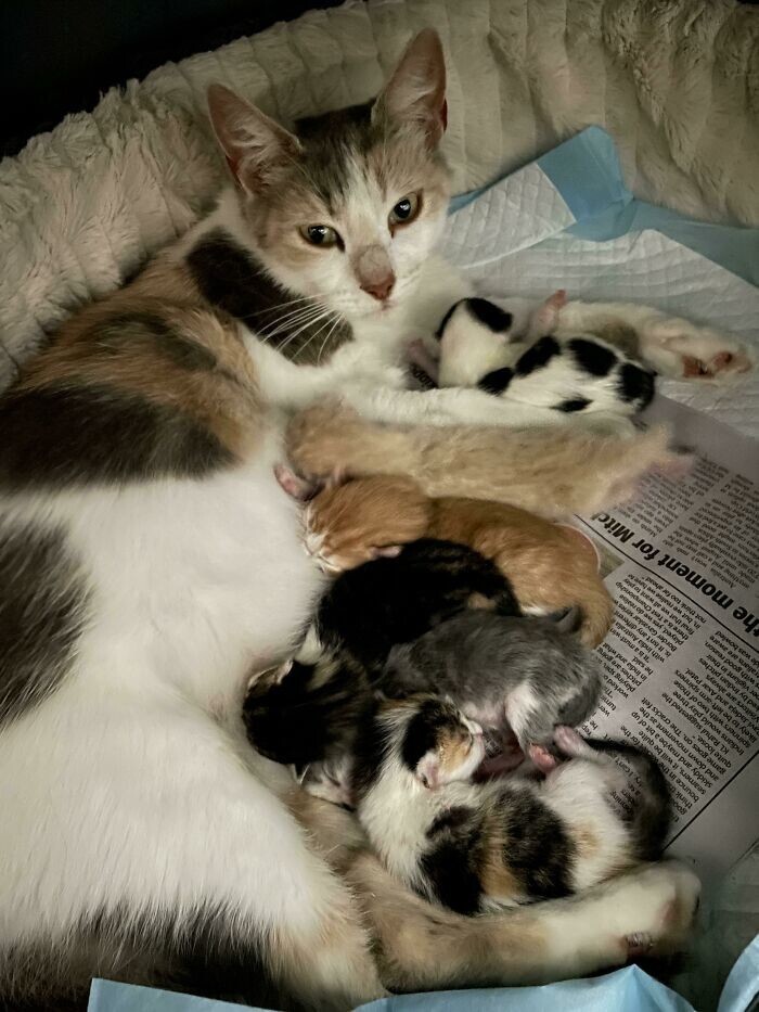 "Мы подобрали беременную кошку с улицы, и вскоре она родила шесть чудесных малышей"