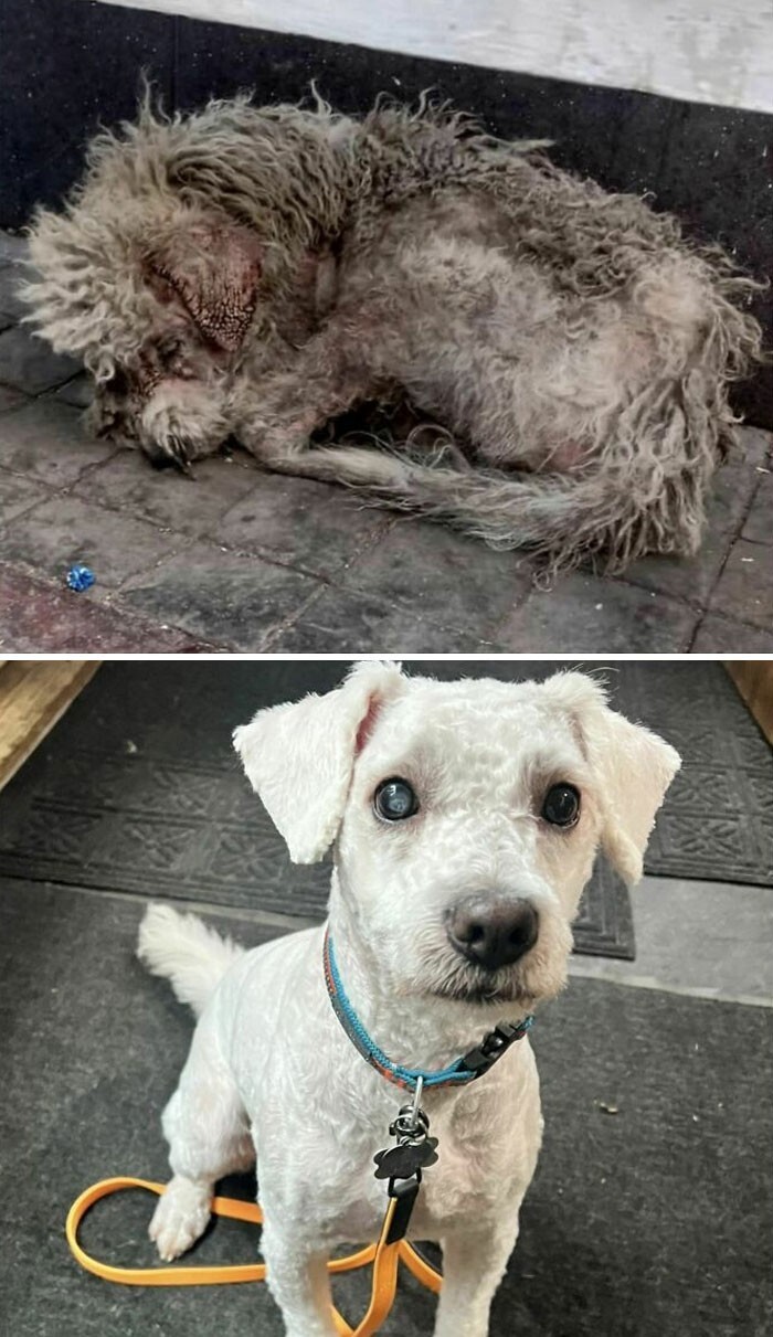 "До и после спасения. 5-летний пёсик, которого мы взяли на прошлой неделе"
