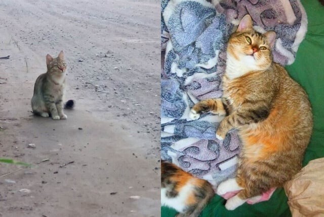 Трансформация бездомной кошечки, которую бросили с четырьмя котятами на улице