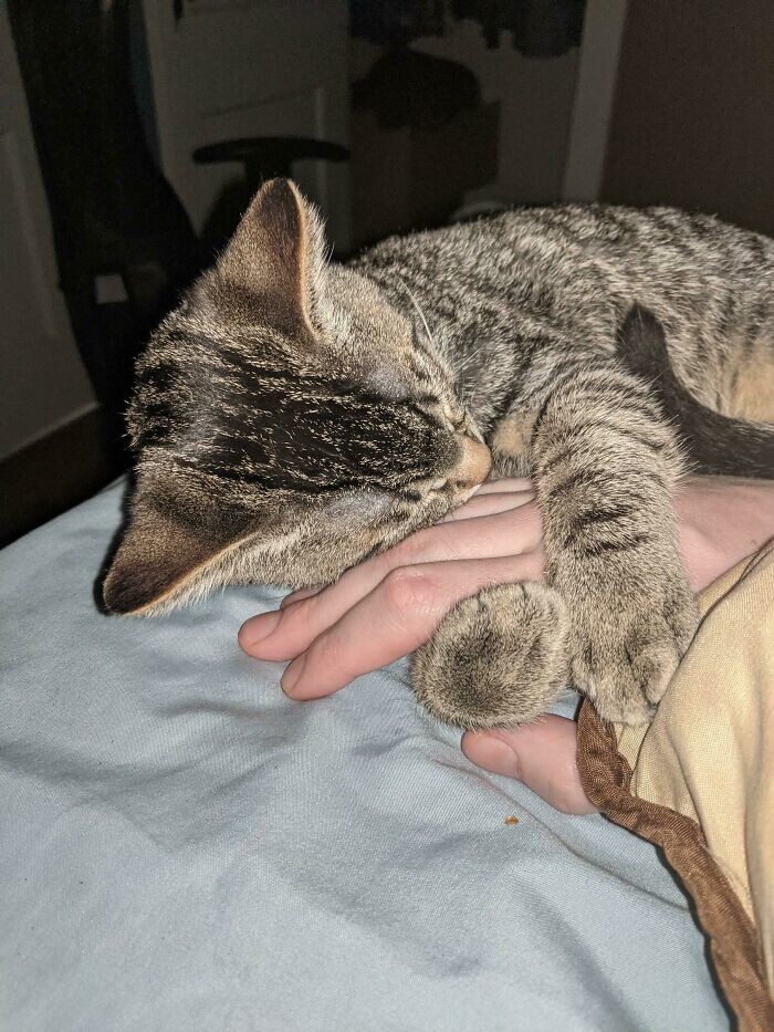 "Котёнок, которого я взял неделю назад, заснул в обнимку с моей рукой"