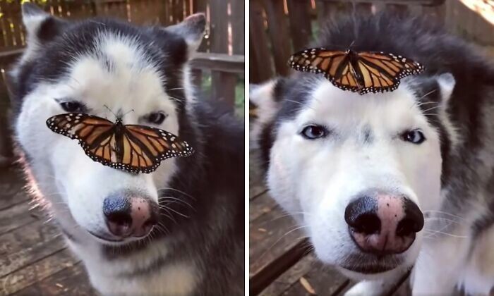 "На нашу собаку приземлилась бабочка, и та не знает, что теперь делать"