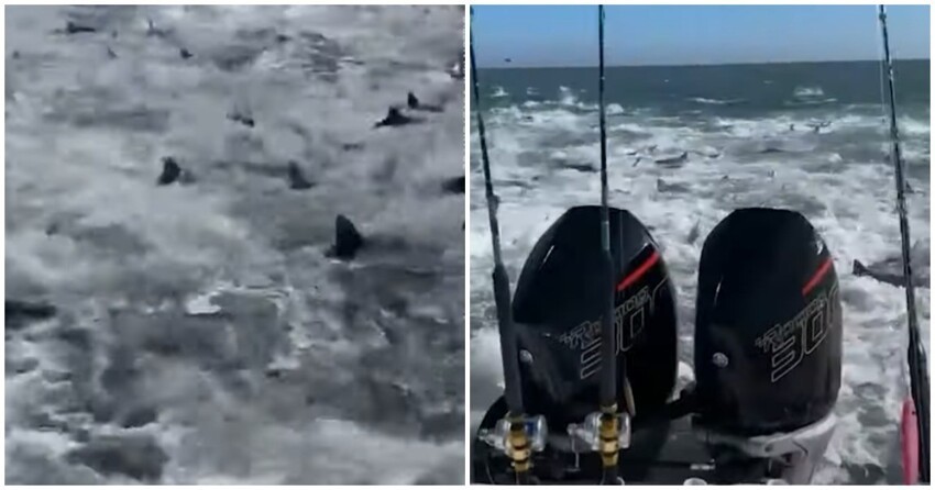 Рыбаки из Луизианы стали свидетелями охоты десятков акул