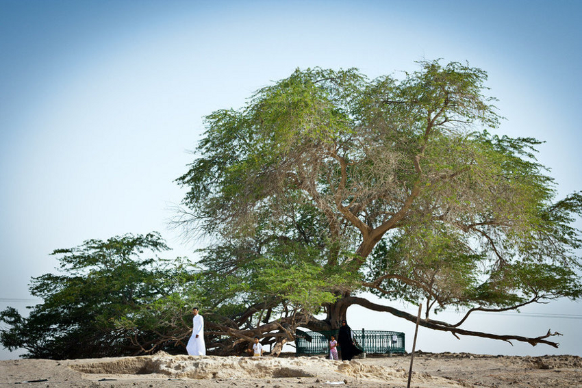Как загадочное дерево уже 400 лет выживает в аравийской пустыне