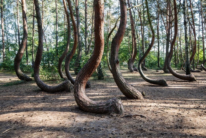 3. Кривой лес в Польше
