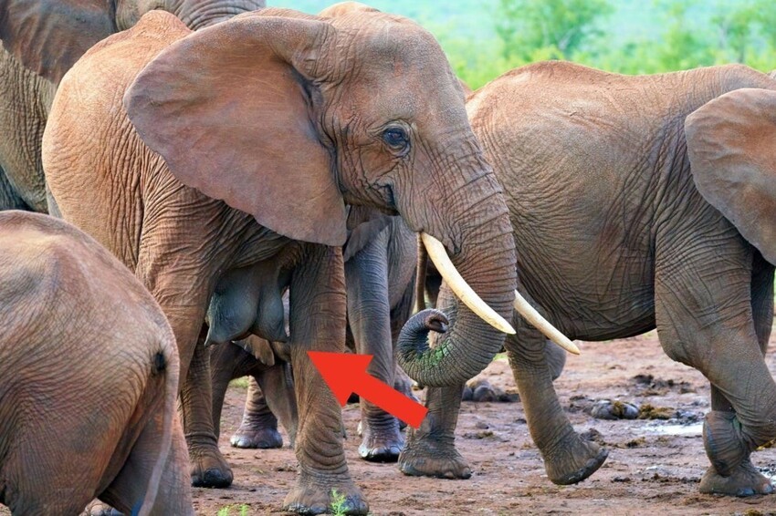 Грудь слоних похожа на человеческую
