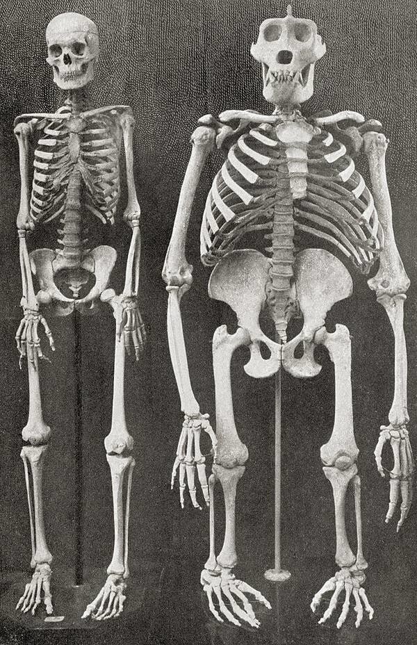 Скелет человека и гориллы