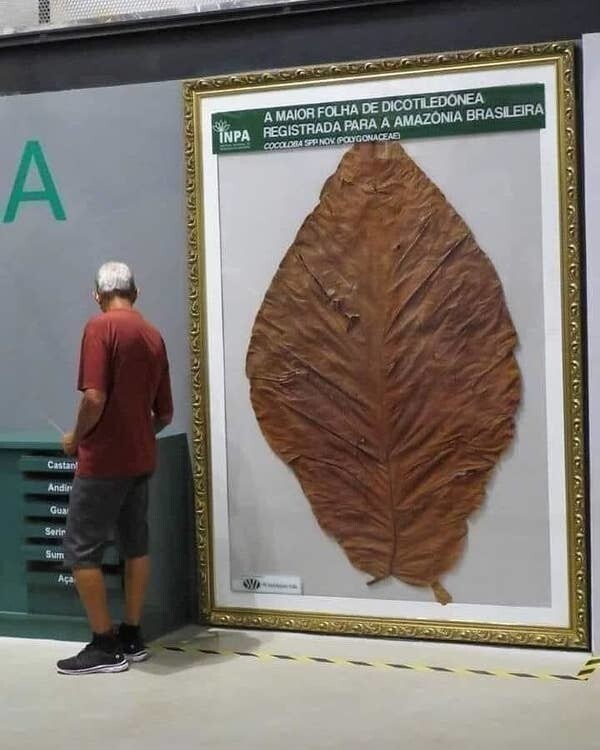Самый большой лист, когда-либо найденный в тропических лесах Амазонки