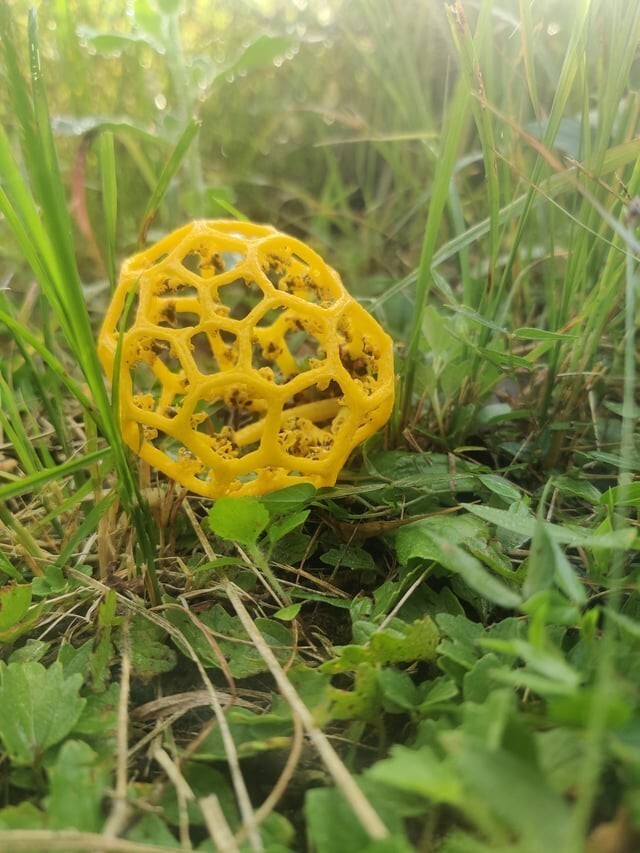 4. Я нашёл в лесу невероятный гриб