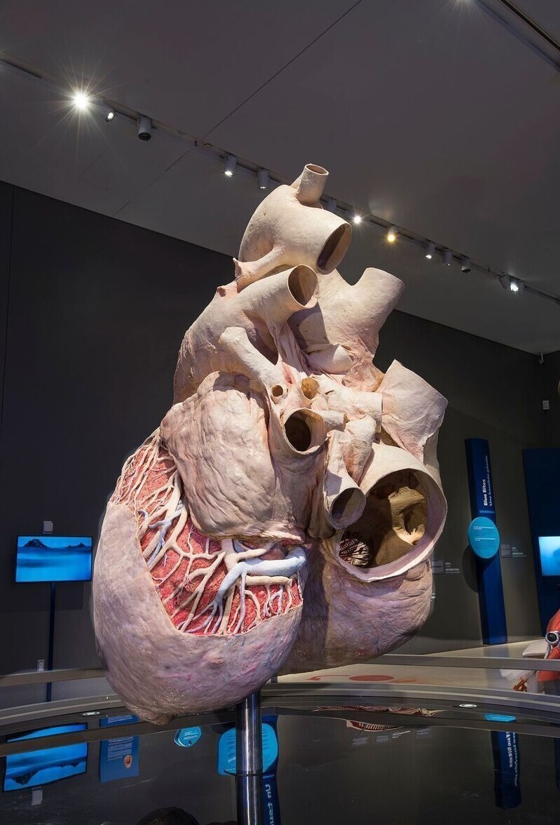 История о том,  как в музее появилось сердце синего кита, весящее больше 250 килограмм