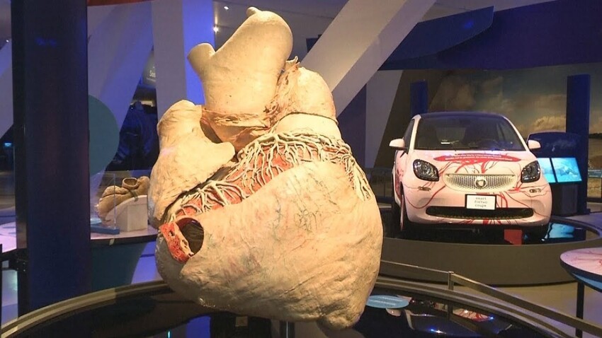 История о том,  как в музее появилось сердце синего кита, весящее больше 250 килограмм