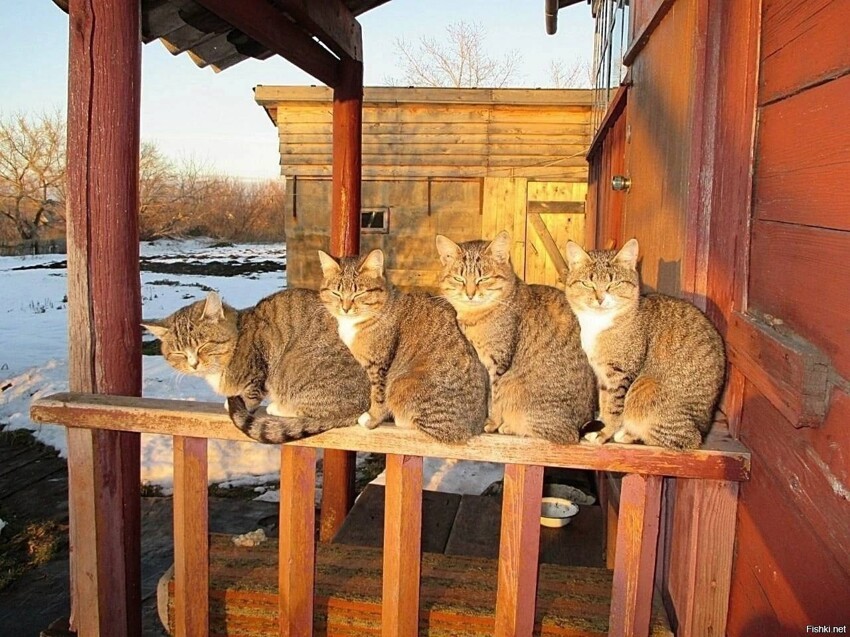 Солянка