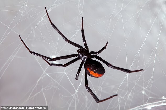 В Австралии на ядовитого паука можно наткнуться даже в супермаркете