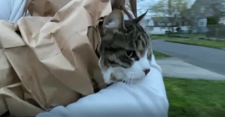 "Мой кот любит, когда я заворачиваю его в бумажный пакет и таскаю по дому. Решила попробовать и на улице. Он даже не пытался убежать, а просто наслаждался видами"