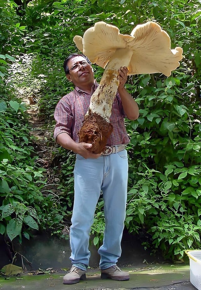 19 случаев, когда люди отправились в лес и наткнулись на настоящий грибной клад