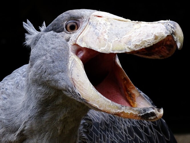 Он ест детенышей крокодилов на обед: 7 фактов о сказочной птице-китоглаве