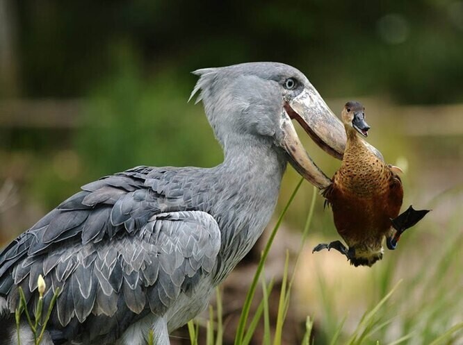 Он ест детенышей крокодилов на обед: 7 фактов о сказочной птице-китоглаве