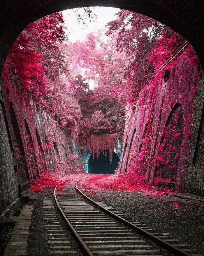 Цветы на заброшенном железнодорожном пути в Париже