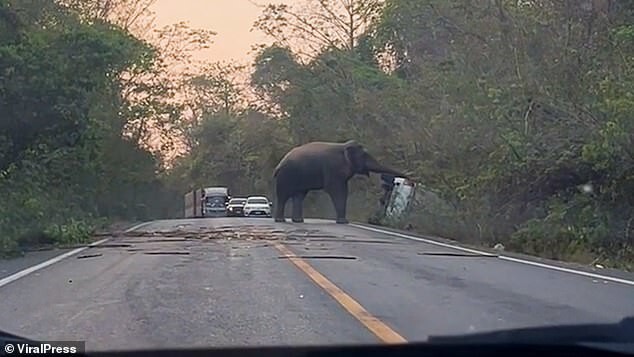 Видео: в Таиланде дикий слон перевернул грузовик с водителем внутри