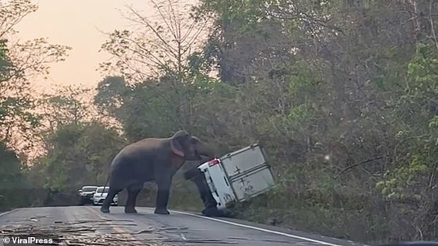Видео: в Таиланде дикий слон перевернул грузовик с водителем внутри