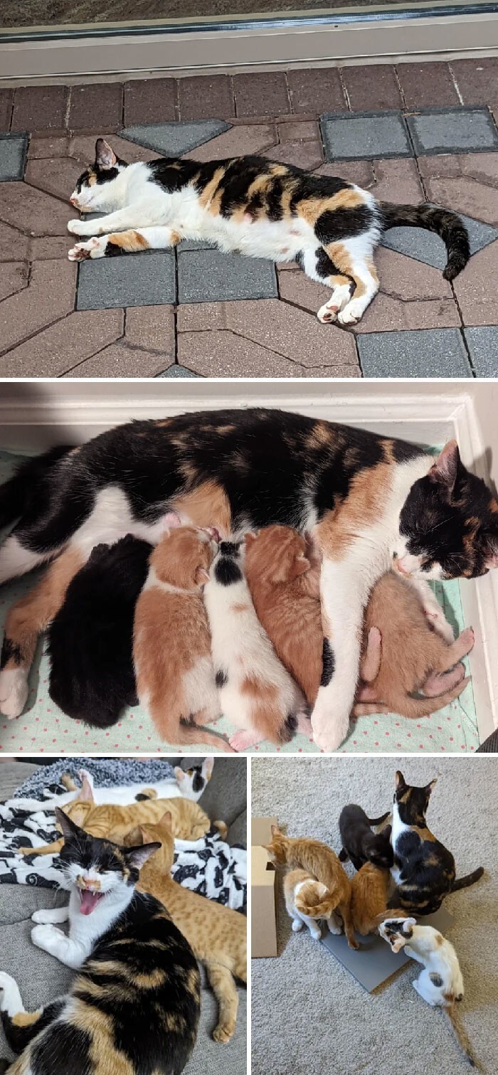 Бродячая беременная кошка обрела дом вместе с малышами