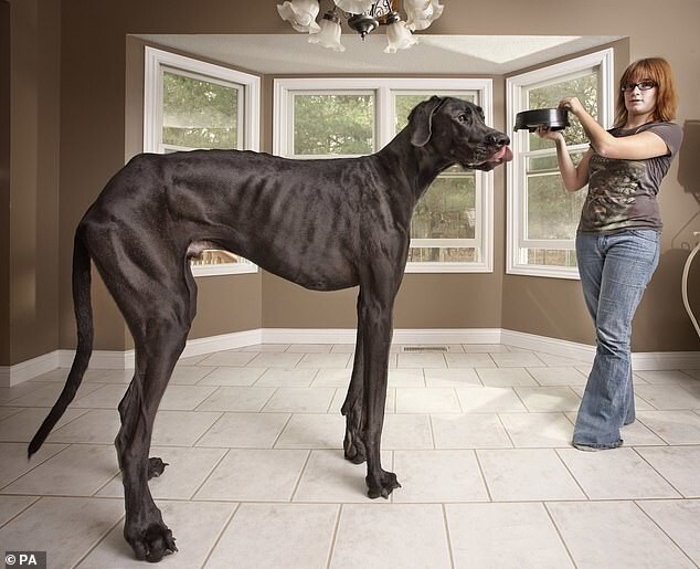 4. Самая высокая собака в мире