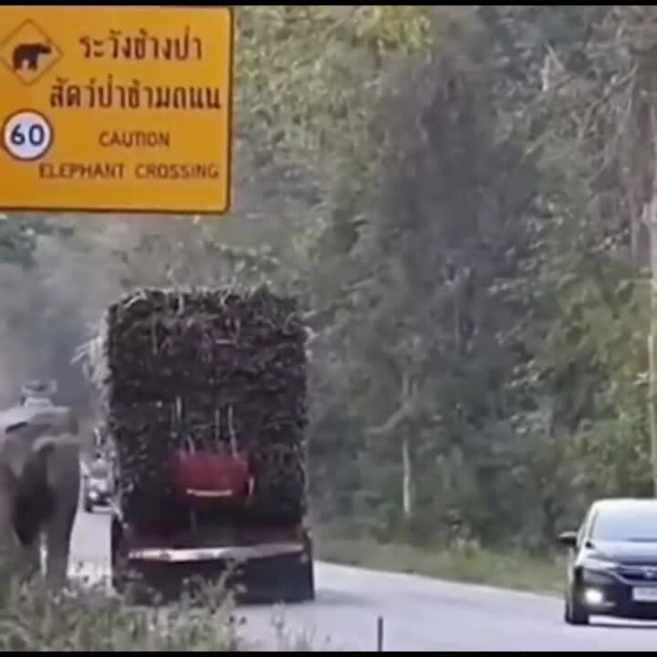 Слоны обложили данью фуры с сахарным тростником 