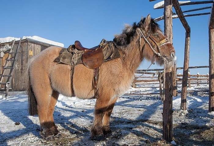 Как умудряются выживать в дикой природе якутские лошадки