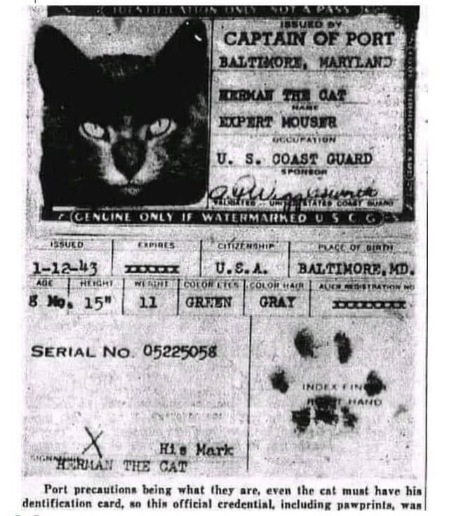 1. У кошек, которые до середины двадцатого века плавали на кораблях, чтобы охотиться на грызунов, были свои паспорта, подписанные их отпечатками лап