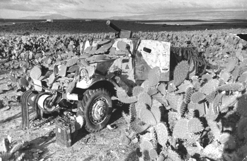 Бронеавтомобиль М3А1, замаскированный в зарослях кактуса. Тунис, 1943 год