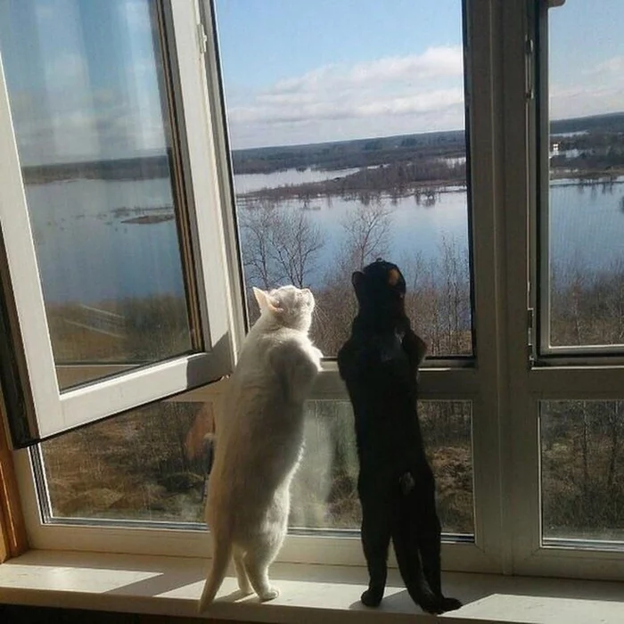 Чёрно-белые коти дождались Весну-красну )