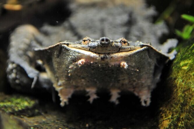 Черепаха мата-мата, нанохамелеон, шоколадная лягушка и еще 7 новых видов, обнаруженных недавно
