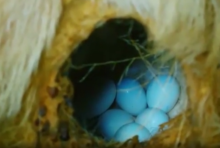 Практичная амадина нашла необычное местечко для гнездования