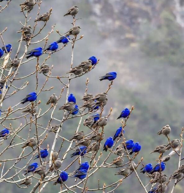 11. Самцы индигового овсянкового кардинала окрашены в синий цвет, самки - в серо-коричневый