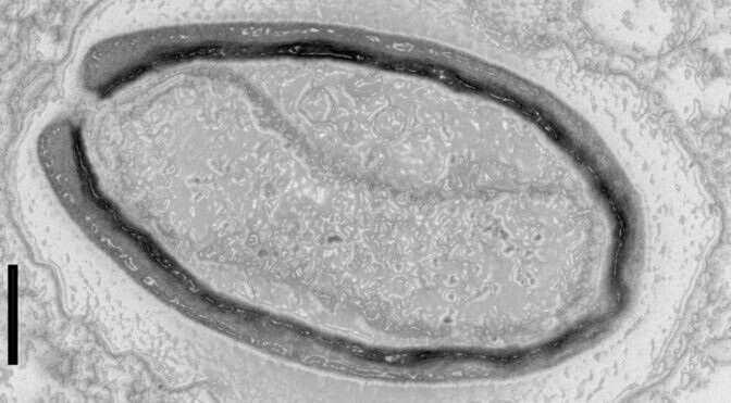 Французские ученые оживили 50 000-летний вирус, который "спал" в вечной мерзлоте
