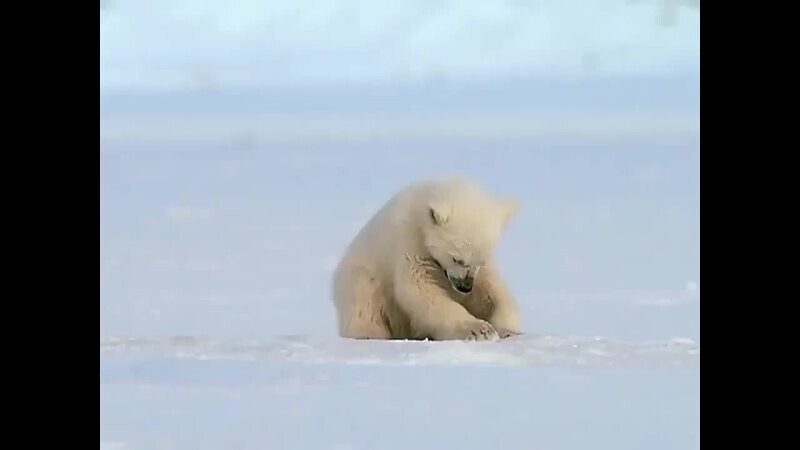 Маленький медвежонок спокойно играл себе со снегом, как вдруг из воды появилс... 
