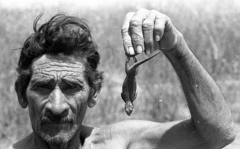 Фермер собирается съесть ящерицу, чтобы не умереть с голоду в Сеаре, Бразилия. Август 1983 года