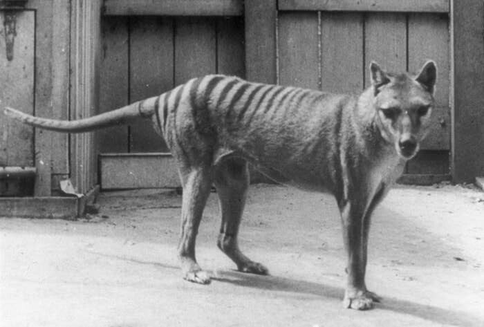 2. Снимок, на котором вы видите одного из последних тасманских тигров. Считаются вымершими с 1936 года